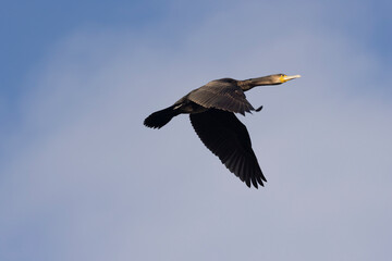 Kormoran (Phalacrocorax carbo)