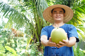  Asian man gardener holds organic coconut fruit at his garden . Concept : Agriculture crop in Thailand. Thai farmers grow coconuts 