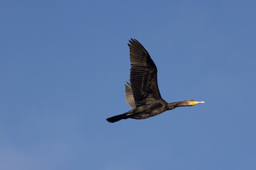 Kormoran (Phalacrocorax carbo)
