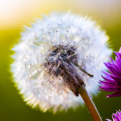 White dandelion close-up on the lawn of the backyard.