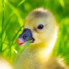 Yellow 3 day old gosling on green grass close-up.