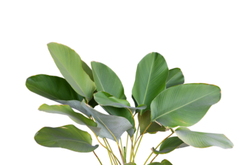 Shady plant isolated on transparency background.