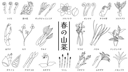 春の山菜のベクター線画イラストセット
Japanese wild vegetables. Vector line drawings set.