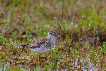 water bird looking for food in wetland, Wood Sandpiper, Tringa glareola