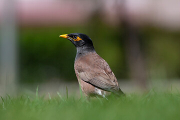 bird on the grass, Common Myna, Acridotheres tristis	