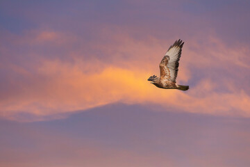 a hawk looking for bait in the air, Common Buzzard, Buteo buteo