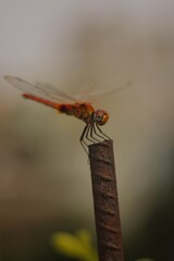 Dragonfly on a branch