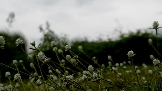 litle flower in the bush
