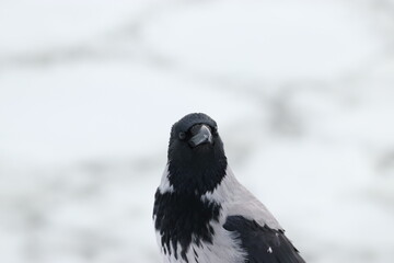 Hooded crow winter portrait