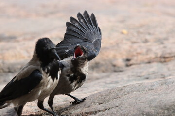 Hooded crow fledling begging to be fed