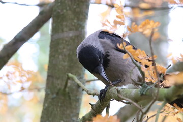 Hooded crow biting a branch