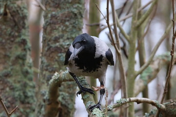 Hooded crow on branch 2