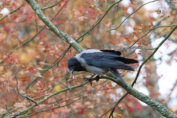 Hooded crow pulling on a leaf
