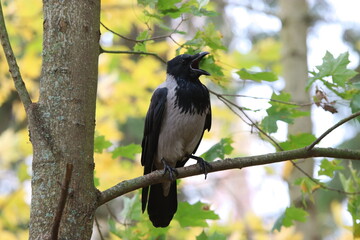 Cawing hooded crow