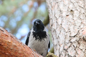 Hooded crow in tree 2