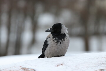 Hooded crow in snow