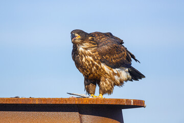 Bald Eagle (Haliaeetus leucocephalus) Juvenile perched on top of equipment against blue sky in the harbor of Homer, Alaska

