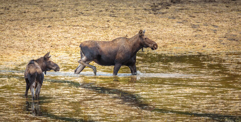 Moose (Alces alces)  cow with calf in swamp

