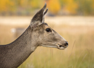 Portrait of a Mule Deer doe (Odocoileus hemionus)