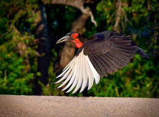 Southern Ground Hornbill flying