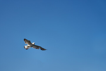 Image of seabirds. Image of seagulls.