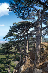Pine tree on the rock. Rocky Mountains.