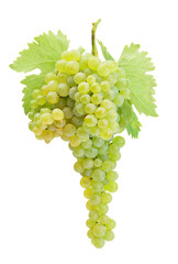 Bunch of green grapes isolated