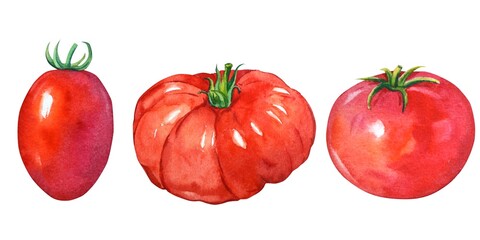 Watercolor tomatoes on a white background. Healthy and ripe fresh vegetables for cooking and decorating. A set of red tomatoes for the design of labels and dishes in the style of Provence.