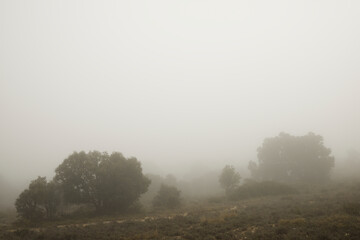 Obraz na płótnie Canvas Trees between the fog, Zaragoza province in Spain.
