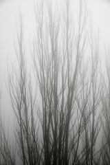 Trees between the fog, Zaragoza province in Spain.
