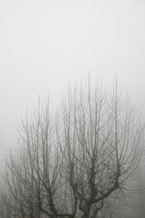 Trees between the fog, Zaragoza province in Spain.