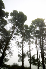 Trees between the fog, Zaragoza province in Spain.
