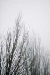 Obraz premium Trees between the fog, Zaragoza province in Spain.