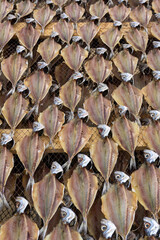 Gutted fish is dried on a metal mesh background