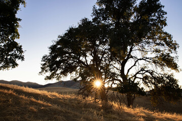 Oak tree on golden grassy hillside with sun flare