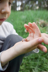 Two snails in child's hand outdoors closeup