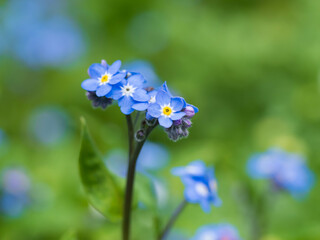 Fototapeta premium 愛らしい勿忘草の花