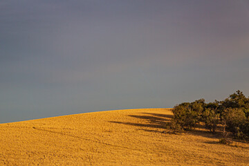 Fototapeta premium landscape in the field