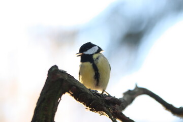 Great tit on branch 