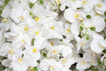 Fototapeten close up artificial white orchid flower in the market © tatomm