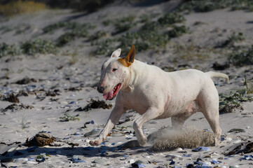 Bull Terrier dog running across the sand dunes