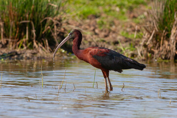 big water bird feeding in the pond, Glossy Ibis, Plegadis falcinellus	