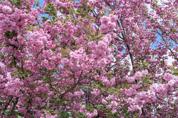 The crown of a Redbuds tree with beautiful rose red buds as a natural backdrop. Wonderful flowers in May in New England