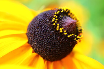 Rudbekia dwubarwna Rudbeckia hirta