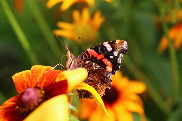 Rudbekia dwubarwna Rudbeckia hirta