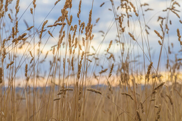 Fototapeta premium Grass at sunrise