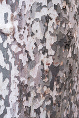 sycamore tree bark platan texture close up, trees grow in İstanbul, texture concept, background