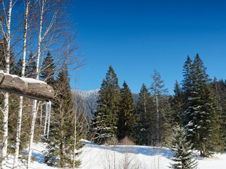 Obraz na płótnie Canvas Winterlandschaft in Suttengebiet am oberen Ende des Tals der Rottach richtung Valepptal zwischen Hochmooren und Tannenwäldern unterhalb von bayerischen Bergen