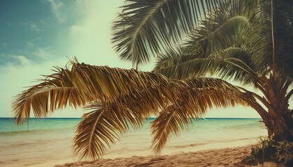Fototapeta premium Vintage Beach Vibes: Lush Coconut Trees on a Summer Photography Background