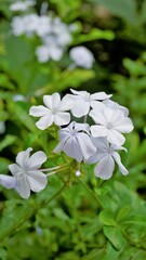 Plumbago auriculata also known as Cape Plumbago, Leaderwort, Blister leaf, Quaker Blossom etc